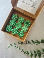 Wax Melts Suculentas