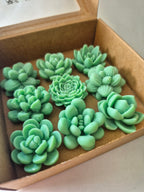 Wax Melts Suculentas